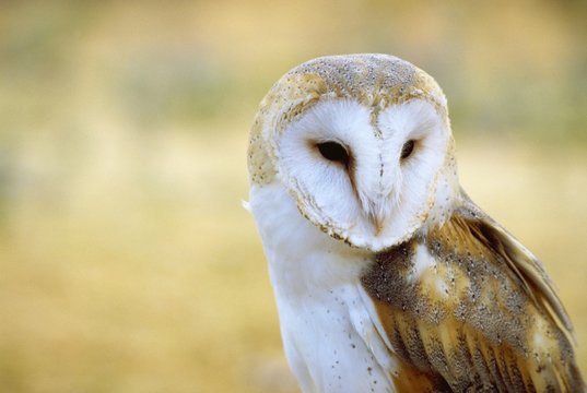 barbagianni (Tyto alba)