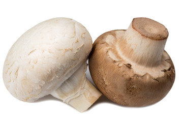 champignon mushroom isolated on white background