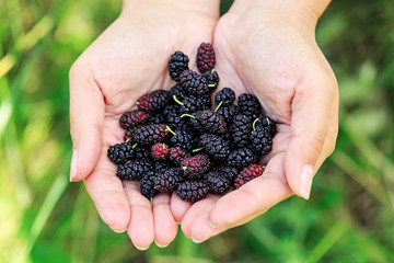 Ripe mulberries in the hands of the girl