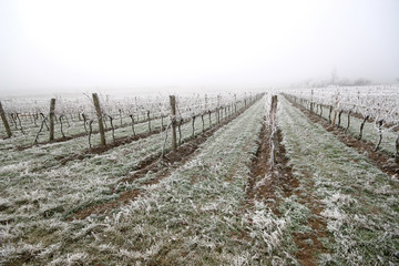Vineyard on a cold foggy winter's day - 71307800