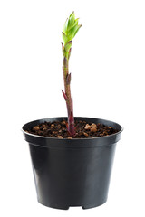 The young plant grows from a fertile soil is isolated on a white