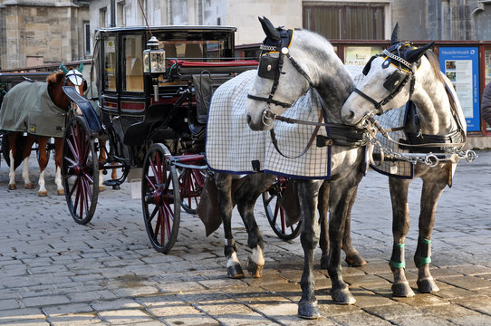 fiaker am stephansplatz in wien