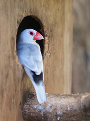 Java sparrow (Parra oryzivora)