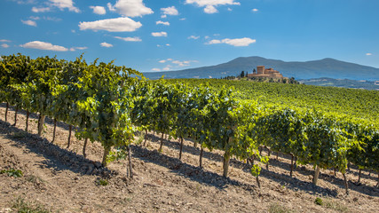Fototapeta na wymiar Rows of a Vineyard in a Tuscany Winery Estate