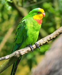 A Superb Parrot (Polytelis swainsonii), also known as Barraband'