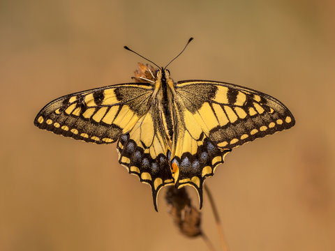Swallowtail (Papilio machaon) Warming up in the Morning Light wi