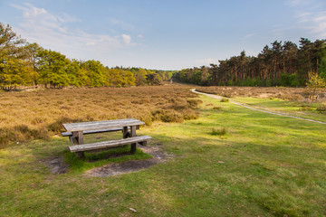 Veluwe Nature near Schaarsbergen