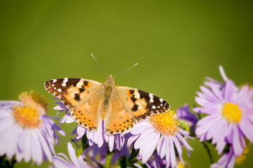 butterfly Vanessa cardui