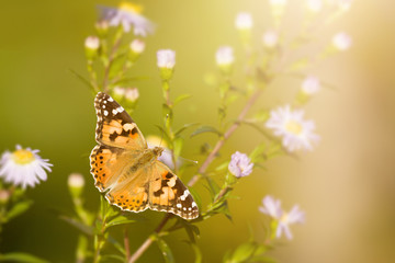 butterfly Vanessa cardui