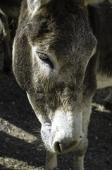 Fototapeta premium Asinelli sardi