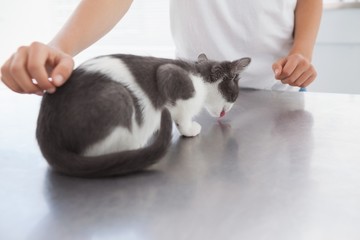 Owner stroking his cute kitten