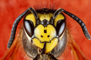 wasp close-up
