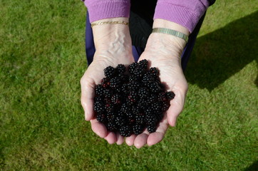 A woman holding a handful of blackberries