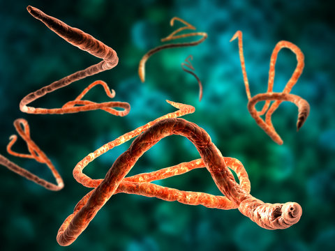 3d render, illustration of Ebola virus, Microscopic view.