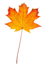 Maple leaf