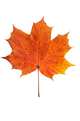 Maple leaf