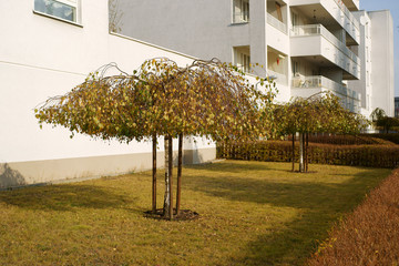 Betula pendula Youngii