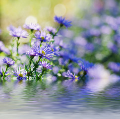 Violet flowers