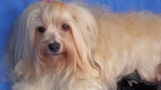 Cute mom Havanese dog breastfeeds her two little puppies, pan