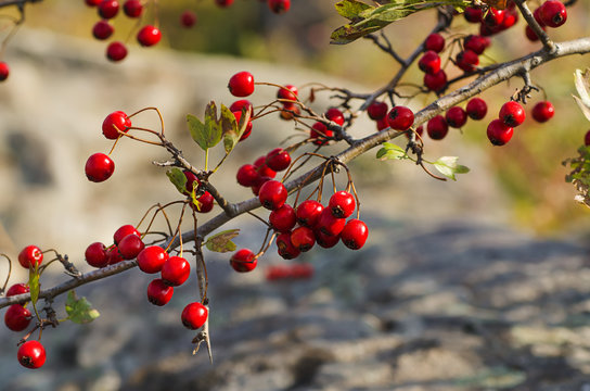 Hawthorn berries in nature