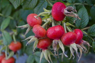 Fruits of wild rose in nature