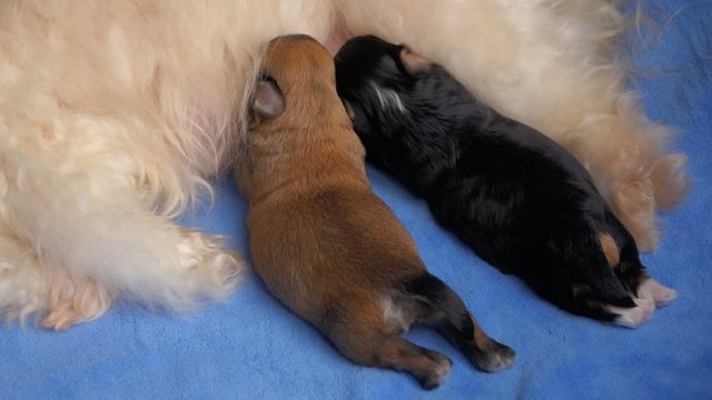 Two 12 days old Havanese puppies are sucking milk from their mom
