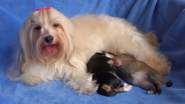 รูปภาพShable – เลือกดูภาพถ่ายสต็อก เวกเตอร์ และวิดีโอ74 | Adobe Stock