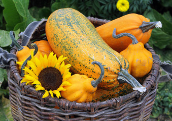 Wicker basket with ripe pumpkins and courgettes