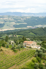 Fototapeta na wymiar Montalcino (Tuscany, Italy)