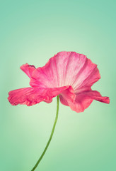 Pink poppy flower on light turquoise colour vintage background