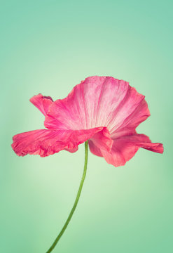 Fototapeta Pink poppy flower on light turquoise colour vintage background