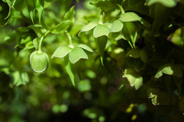 Beautiful green flowers on green background