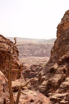 The very deep canyons with an dry tree in Petra, Jordan