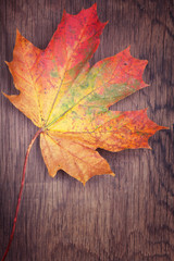 Naklejka na ściany i meble Autumn colorful maple leaf on wooden background