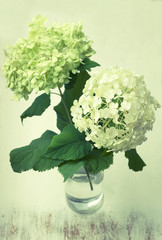 Vintage white hydrangea  flowers in a vase on wooden table