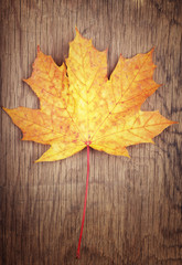 Naklejka na ściany i meble Autumn gold color leaf on wooden background
