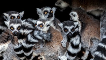 Fototapeta premium Meerkats !