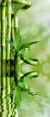 Bambusy na zielonym tle © CUKMEN
