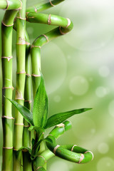 Naklejka premium Bambusy na zielonym tle