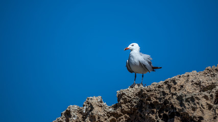 Seagull waiting on the rock