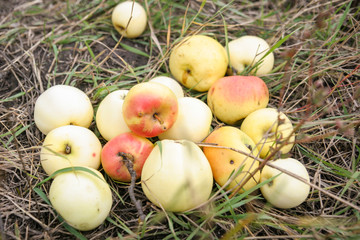 Fresh apples in a grass