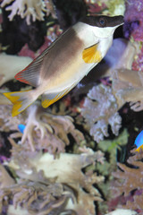 Fisch