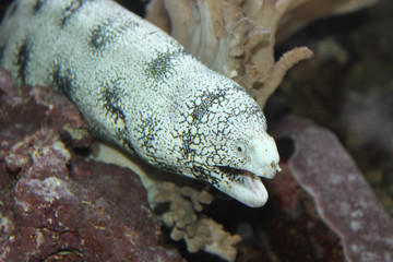 müräne