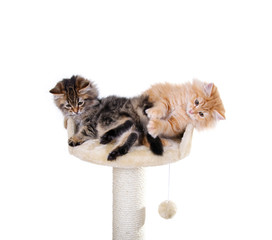 Katzenbabys auf dem Kratzbaum