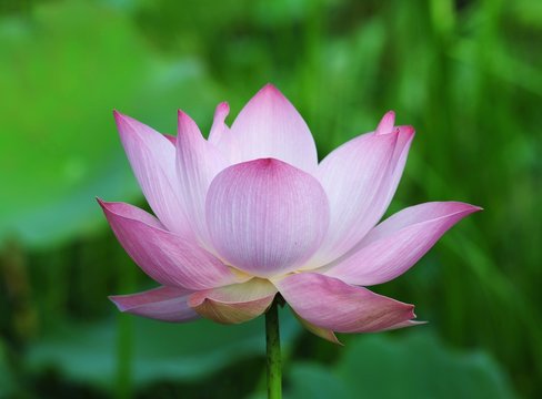Fototapeta Pink Lotus Flower