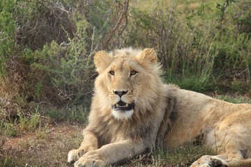 Young lion watchful