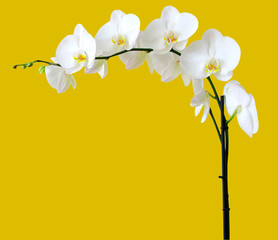 white orchids