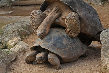 Two Galapagos Tortoises