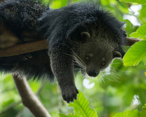 binturong