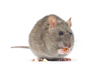 rat